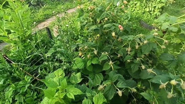 Маросейка малина летняя. Один из лучших сортов!!! смотреть онлайн