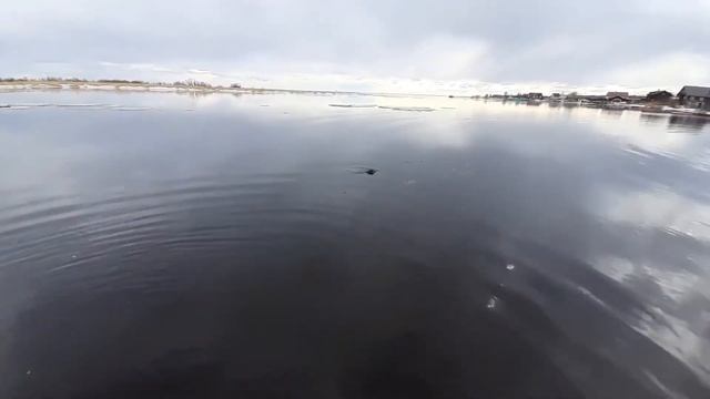Выпускаем нерпу в Белое море смотреть онлайн