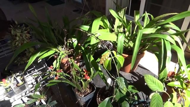 ЦВЕТУЩИЕ ХОЙИ H. BURTONII H. PACHYCLADA H. ACUTA GREEN H. PURPUREAFUSCA H. MINDORENSIS H. FUNGII Ч1