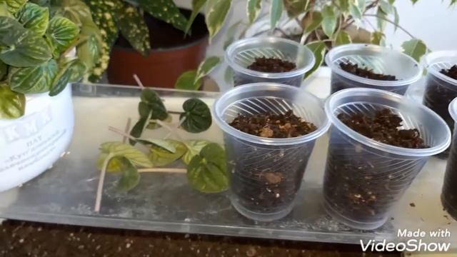 ПЕПЕРОМИЯ. Размножение пеперомии. Грунт для выращивания пеперомии. смотреть онлайн