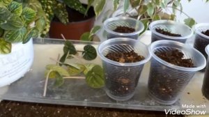 ПЕПЕРОМИЯ. Размножение пеперомии. Грунт для выращивания пеперомии.