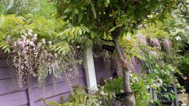 Wonderful Wisteria смотреть онлайн