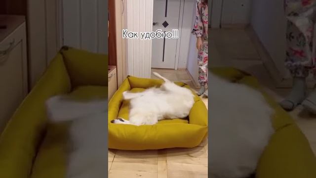 довольна.mp4 смотреть онлайн