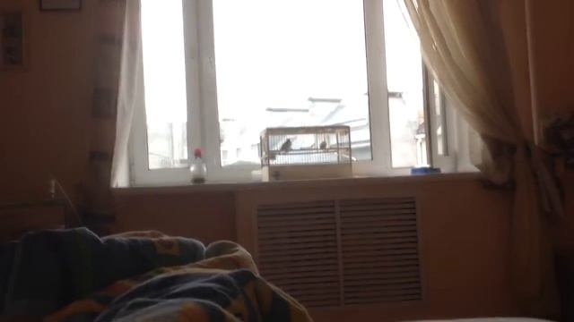Живые будильники. Как поют чижи 2 смотреть онлайн