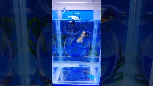 Петушки самцы халф мун горчичный дракон класс А смотреть онлайн