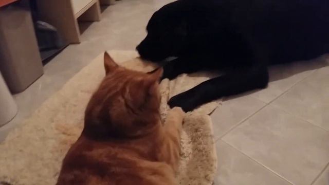 Кот Марсик и лабрадор Соня почти друзья. Labrador And Cat