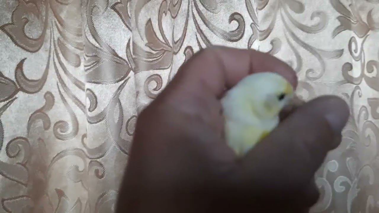 Гибрид щегол+канарейка.26 августа 2022 год. смотреть онлайн