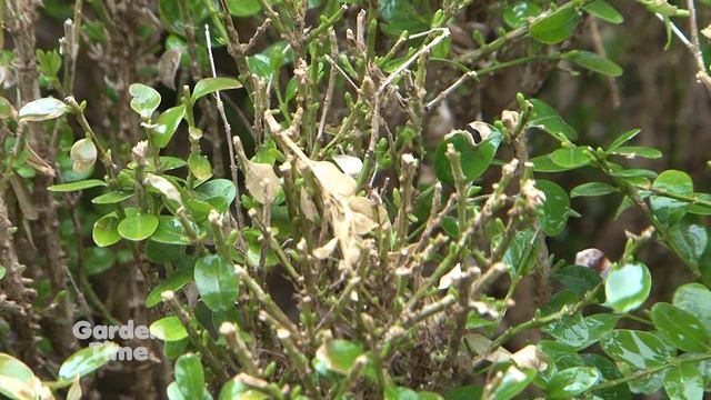Bartlett Boxwood Blight смотреть онлайн