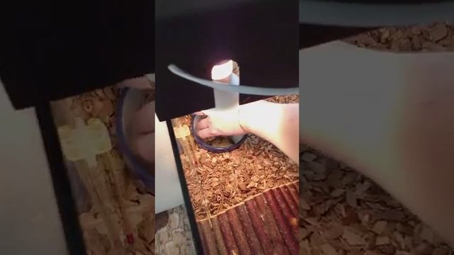 сухопутная черепаха,содержание смотреть онлайн