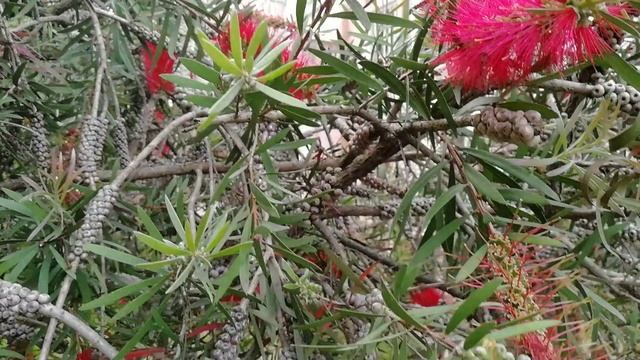 Каллистемон - медонос в Сочи. смотреть онлайн