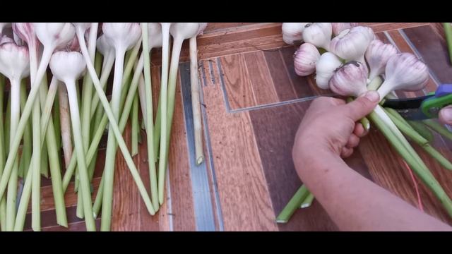 Вяжем чеснок в косы. Как подготовить чеснок к хранению. смотреть онлайн