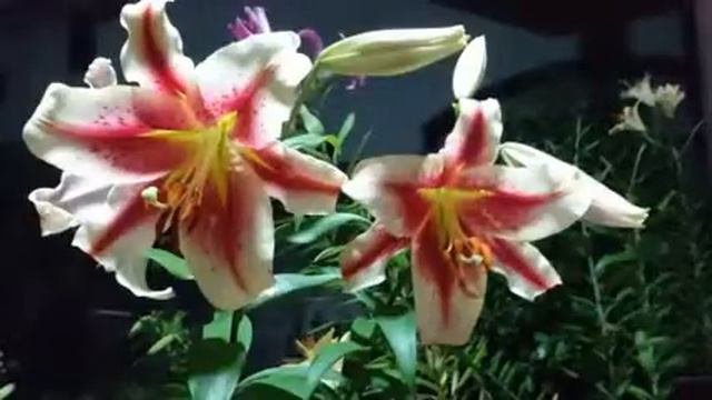 オリエンタルユリ　キャンディークラブ　Oriental Lily Candy Club смотреть онлайн