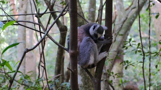 Милые звуки животных, звуки природы🎶🐯🐶🦁. #animalsounds #naturesounds