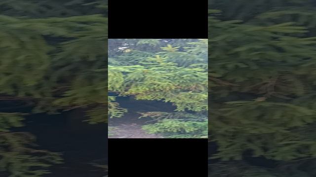 Петергоф  в парке