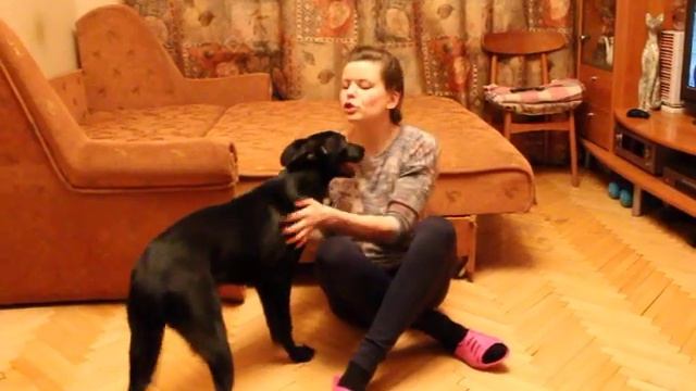 Прага - маленькая черная собака в дар смотреть онлайн