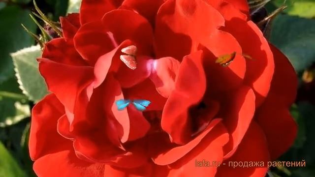 Роза канадская парковая Чамплейн ? роза Чамплейн обзор: как сажать саженцы розы Чамплейн смотреть онлайн