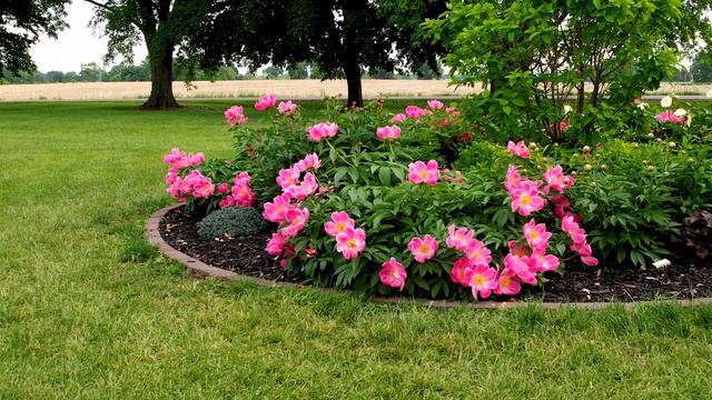 Ovans Peony Farm смотреть онлайн