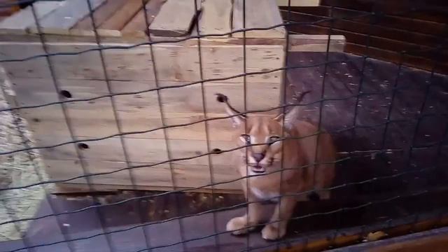 Каракалы Контактный зоопарк, Киев, 21.10.17, пр-т Академика Глушкова -3 смотреть онлайн