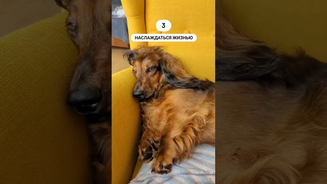 безусловная любовь ❤️ #такса #таксы #собакилучшелюдей смотреть онлайн
