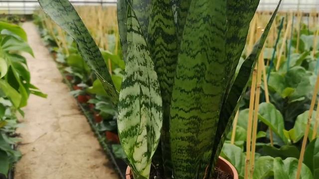 Sansevieria Zeylanica 50cm Height | Live from the Nursery Series смотреть онлайн