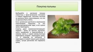 пальма Ливистона