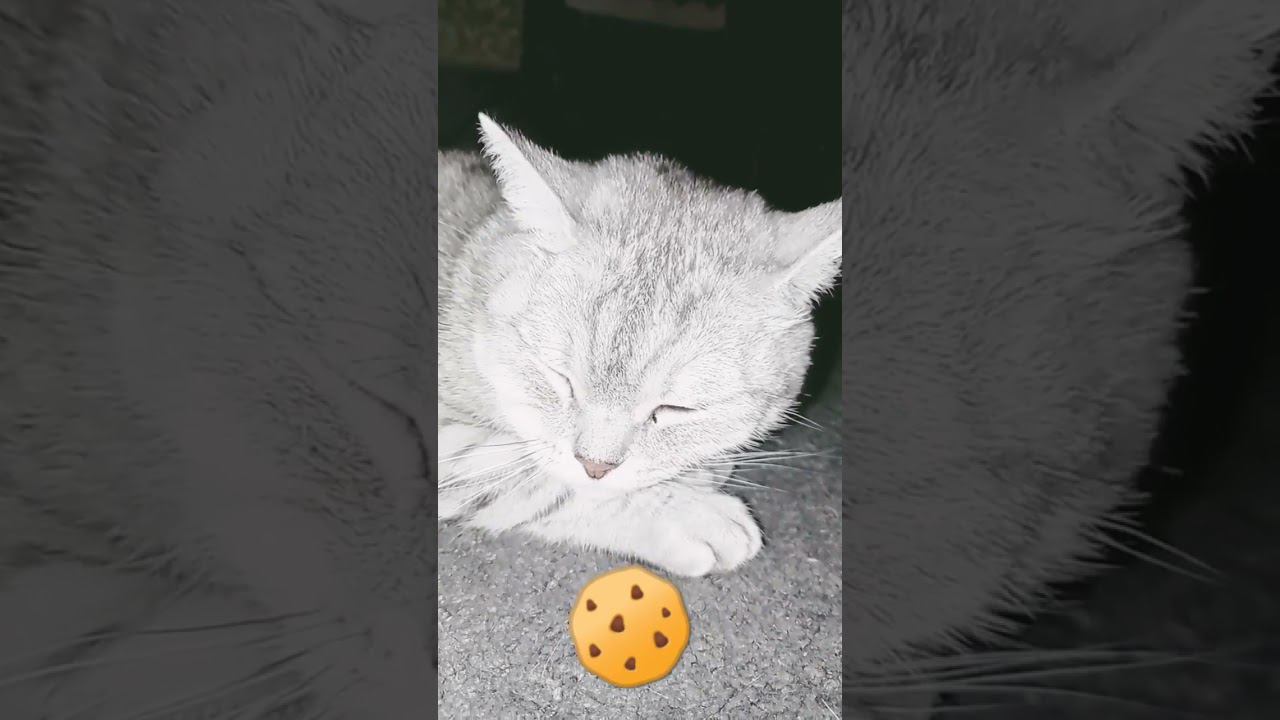 ❗КОТИК ЗАМУРЧАЛ НА КАМЕРУ‼️ #Shorts #WorldFacts смотреть онлайн