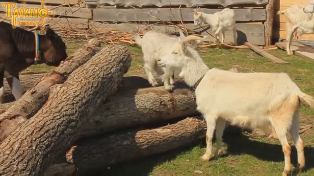 Животные отдыхают на бревнах (18-IV-17)