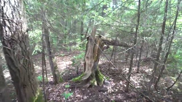 Грибочки. Потихоньку начинают. Пермь 6 июля 2019 смотреть онлайн