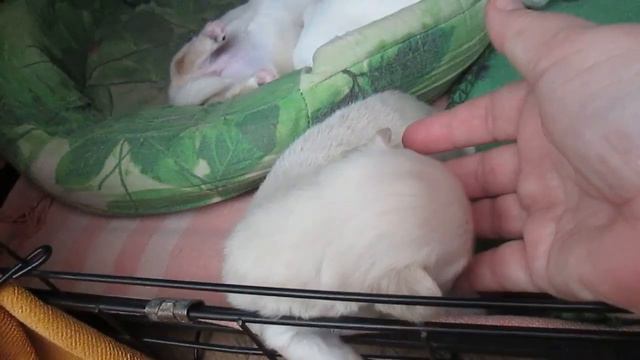 Пончик грызет бабушке палец! смотреть онлайн