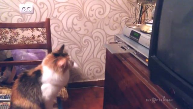 Wy cats hates CD-ROM? Почему кошки не любят CD проигрыватели? смотреть онлайн