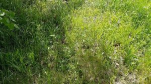 ВСЁ ВЫКОПАНО ДО НАС... ИСПЫТЫВАЮ НОВЫЙ ПИНПОИНТЕР??? ПОИСК С GARRETT ACE 250 ?