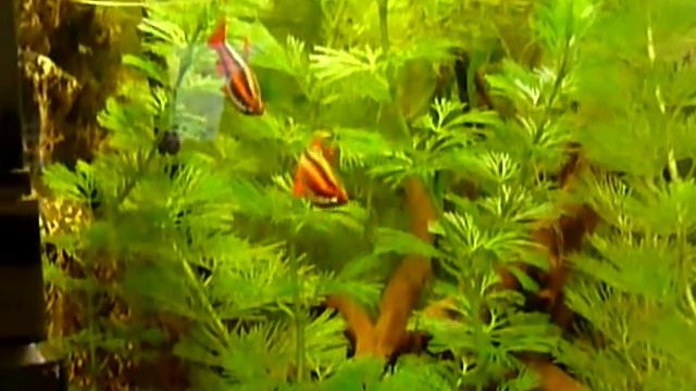 Nannostomus mortenthaleri Baltsen.mpg смотреть онлайн