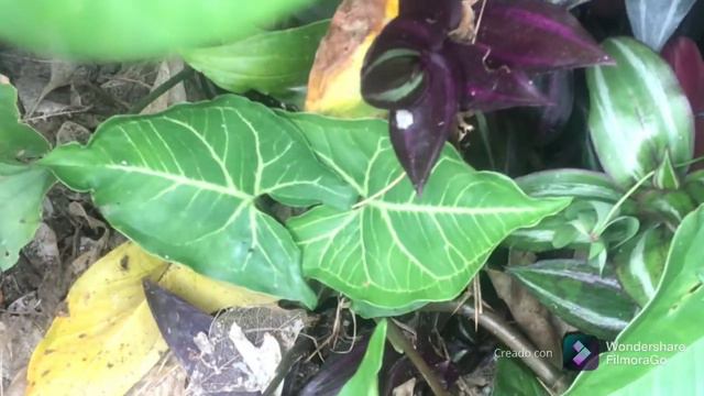 El Singonio, hermosa y versátil planta