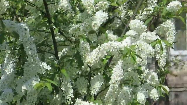 Красавица Черёмуха!Стаханов. смотреть онлайн