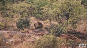 Watch the LION roar in the African savanna  |  SOUND + VIDEO  |  Safari Animals