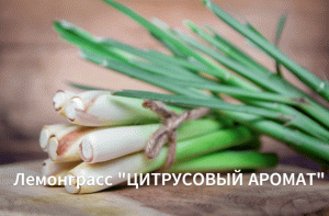 Лемонграсс "Цитрусовый аромат". Как его сажать и вырастить из семян.