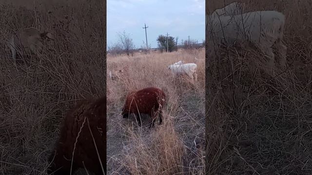 12 ноября 2023 г. (2).mp4 смотреть онлайн