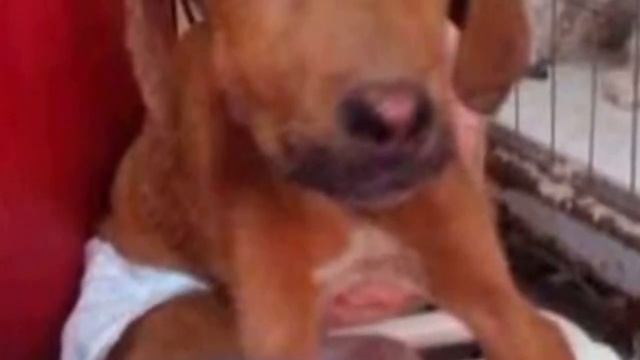 Хозяин приковал собаку цепью к металлической решётке и забыл о ней, вы не узнаете её после спасения смотреть онлайн