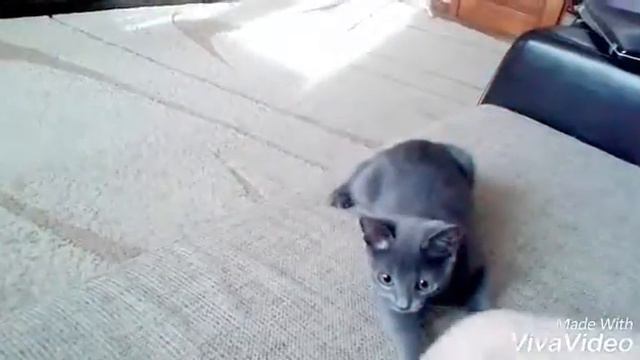 Дрессировка кошка смотреть онлайн