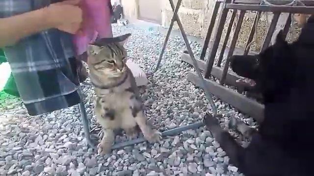 Бой собаки с котом смотреть онлайн