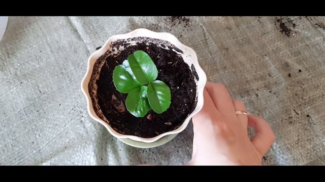 Стол из столешницы IKEA?Уход за комнатными растениями?Пересадка мандарина?Оформляю уголок в зале? смотреть онлайн