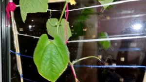 Огурцы Домашнее чудо ??? Огород дома на подоконнике)