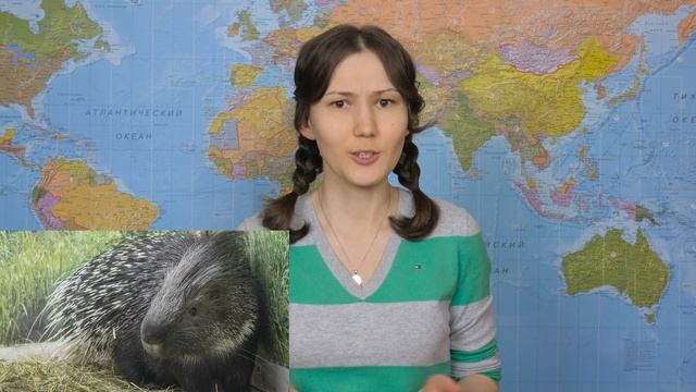 Тверская область, «Барская усадьба»: ферма, конный клуб, экзотариум, кормление енотов