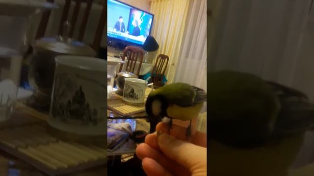 Домашняя синица. смотреть онлайн