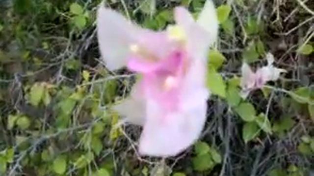 flowers Bougainvilla смотреть онлайн