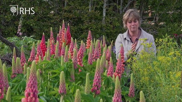 A Cut Flower Garden Tour With Sarah Raven | Virtual Chelsea Flower Show | RHS