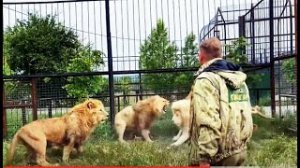 Человек-Лев разгоняет тапком ЧЕТЫРЕХ  РАЗЪЯРЕННЫХ ЛЬВОВ!