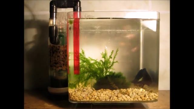 Самодельный мини фильтр для аквариума / Mini External Aquarium Filter смотреть онлайн