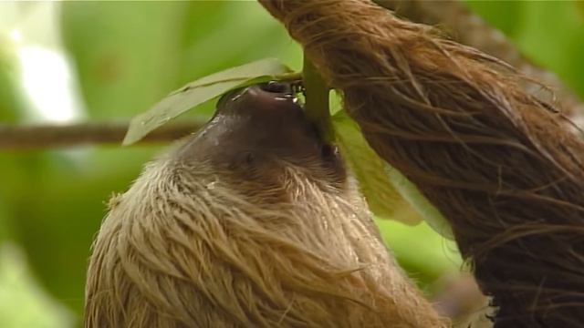 Costa Rica: Animal Paradise of the World | Free Documentary Nature смотреть онлайн