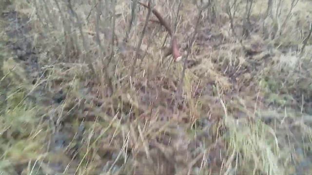 Поиск рогов лося смотреть онлайн